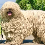Komondor Dog breed