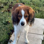 Kooikerhondje Dog Breed History, Care and Personality 1