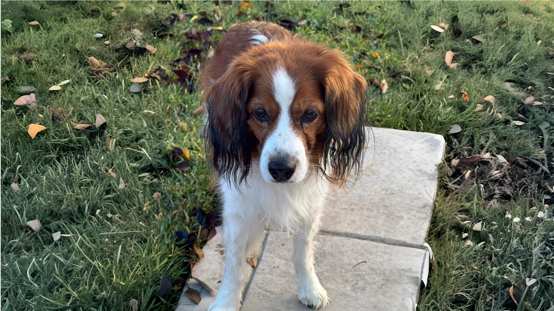 Kooikerhondje Dog Breed History, Care and Personality 1