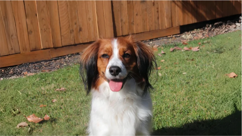 Kooikerhondje Dog Breed: History, Care and Personality 2 Kooikerhondje Dog Breed History, Care and Personality 1