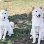 Korean Jindo dog Breed