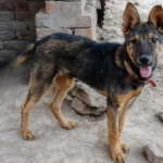 Kunming Wolfdog Comprehensive Guide to Characteristics