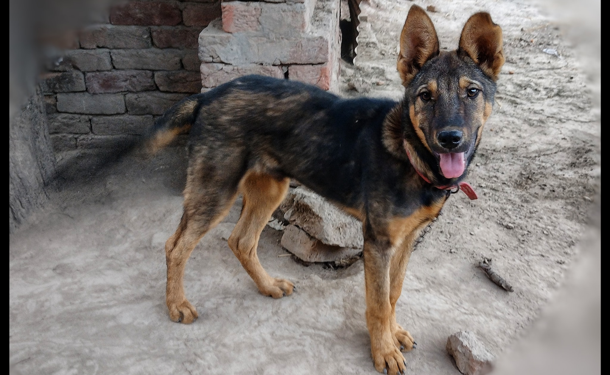 Kunming Wolfdog Comprehensive Guide to Characteristics
