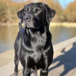 Labrador Retriever Dog