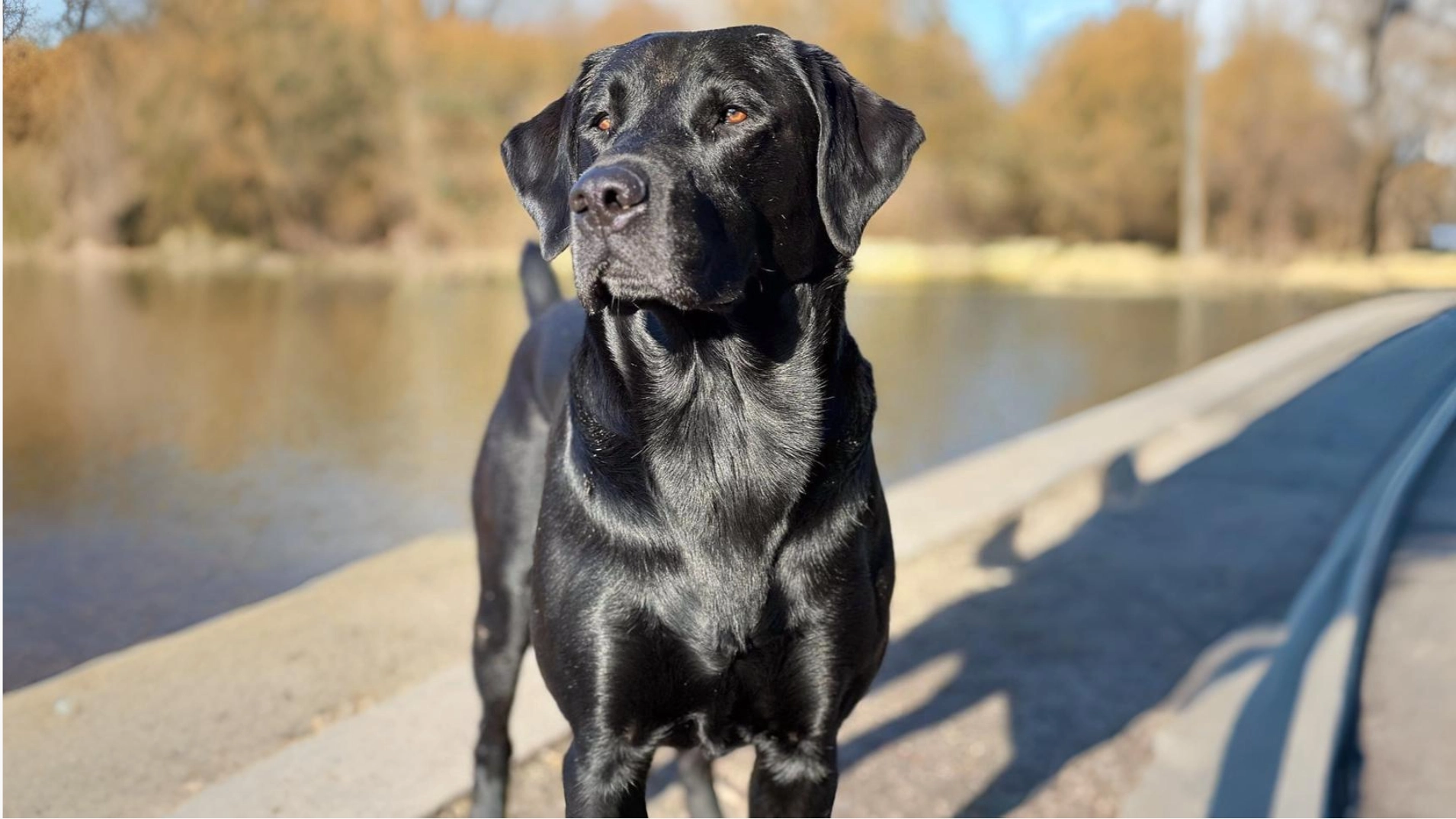 Labrador Retriever Dog