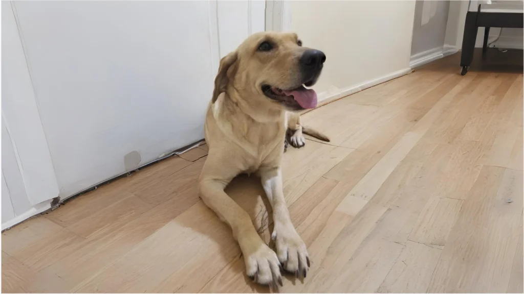 Labrador Retriever Dog Breed A Comprehensive Guide