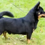 Lancashire Heeler Dog Breed