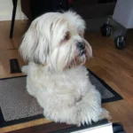 Lhasa Apso Dog Breed Guide History, Characteristics, Care