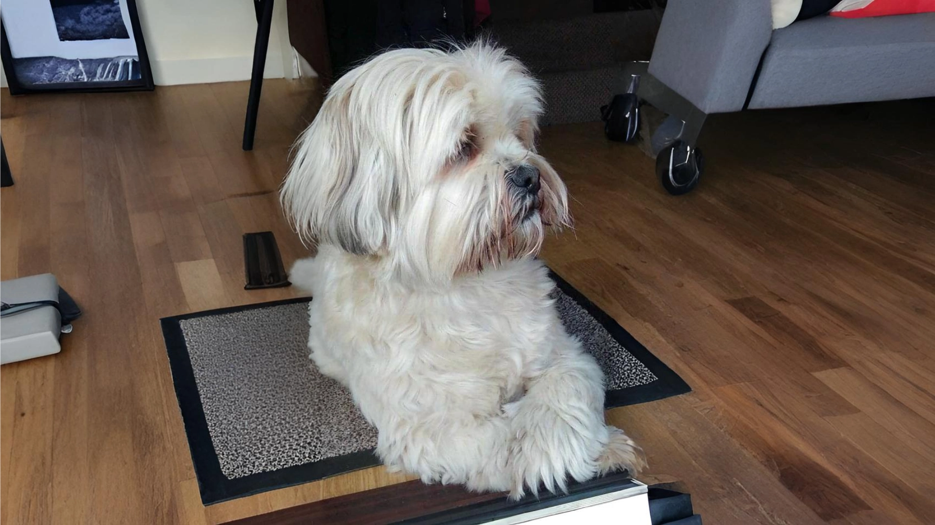 Lhasa Apso Dog Breed Guide History, Characteristics, Care