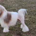 Lowchen Dog Breed