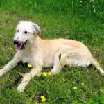 Lurcher Dog suitability as a Pet