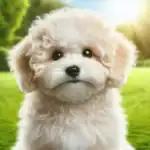 MaltiPoo Dog Breed