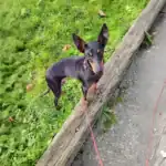 Manchester Terrier Dog Breed A Comprehensive Guide