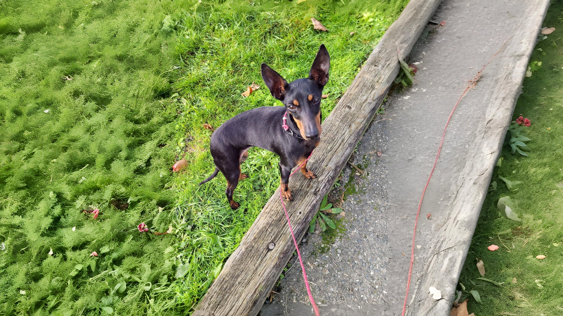 Manchester Terrier Dog Breed A Comprehensive Guide