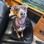 Miniature Pinscher Dog History, Care and Characteristics