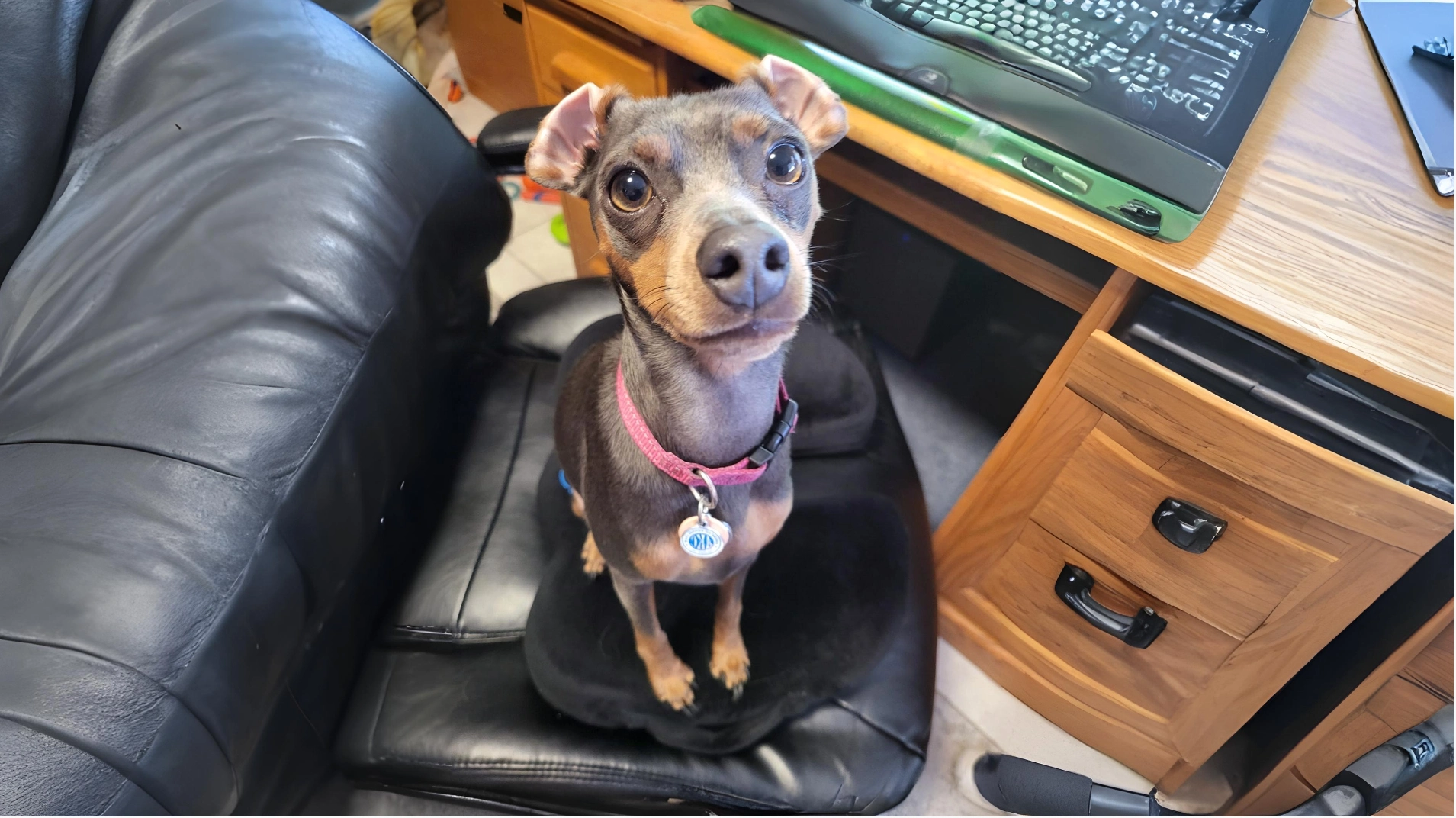 Miniature Pinscher Dog History, Care and Characteristics