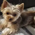Morkie Dog Breed