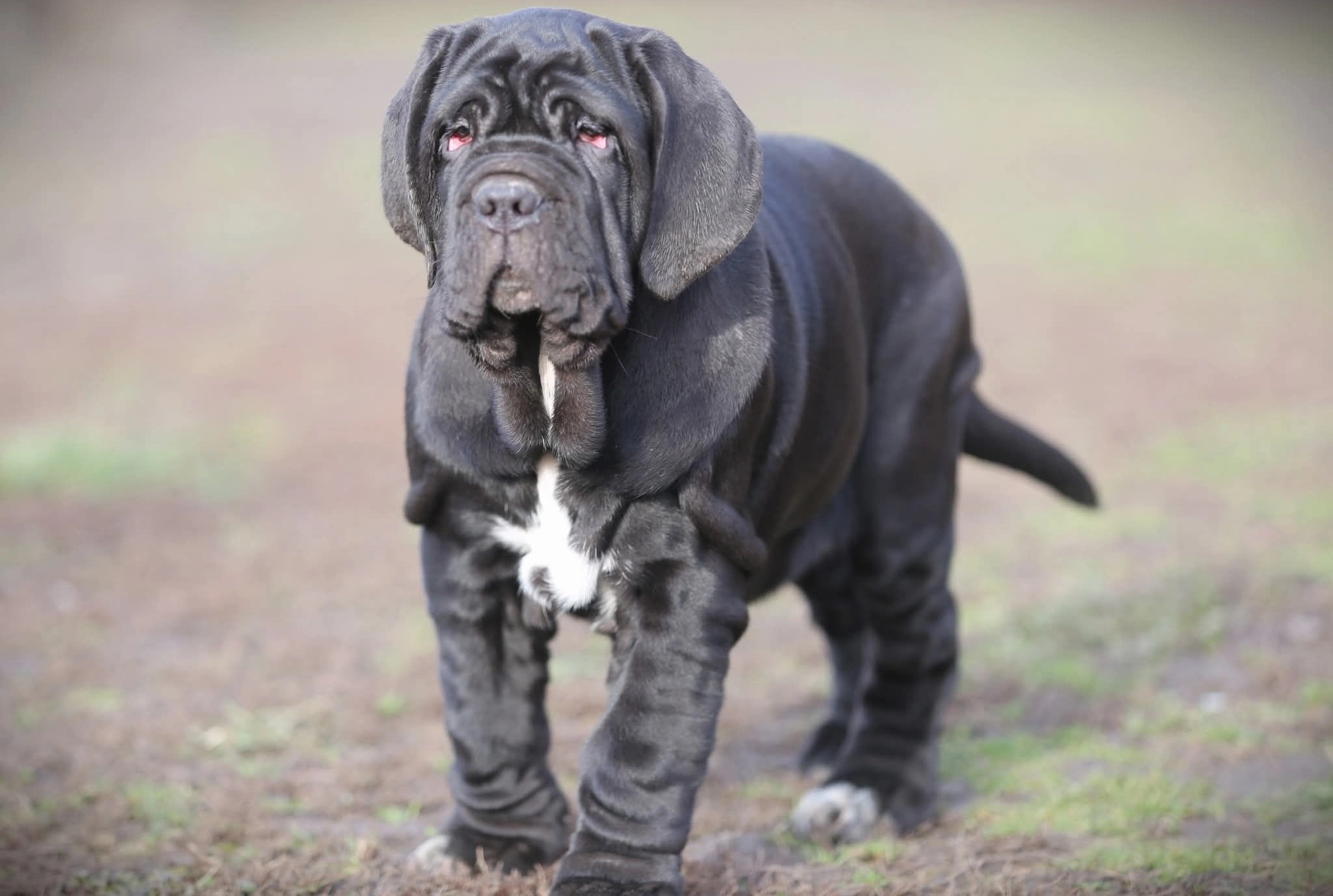 Neapolitan Mastiff Dog Breed The Majestic Guardian