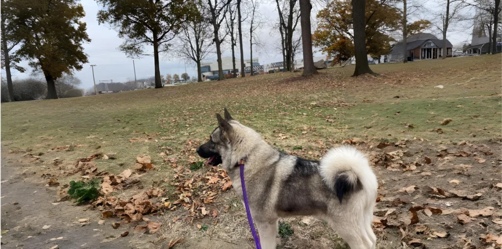 Norwegian Elkhound Dog Breed Complete Guide, Essential Fact