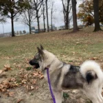 Norwegian Elkhound Dog Breed Complete Guide, Essential Fact