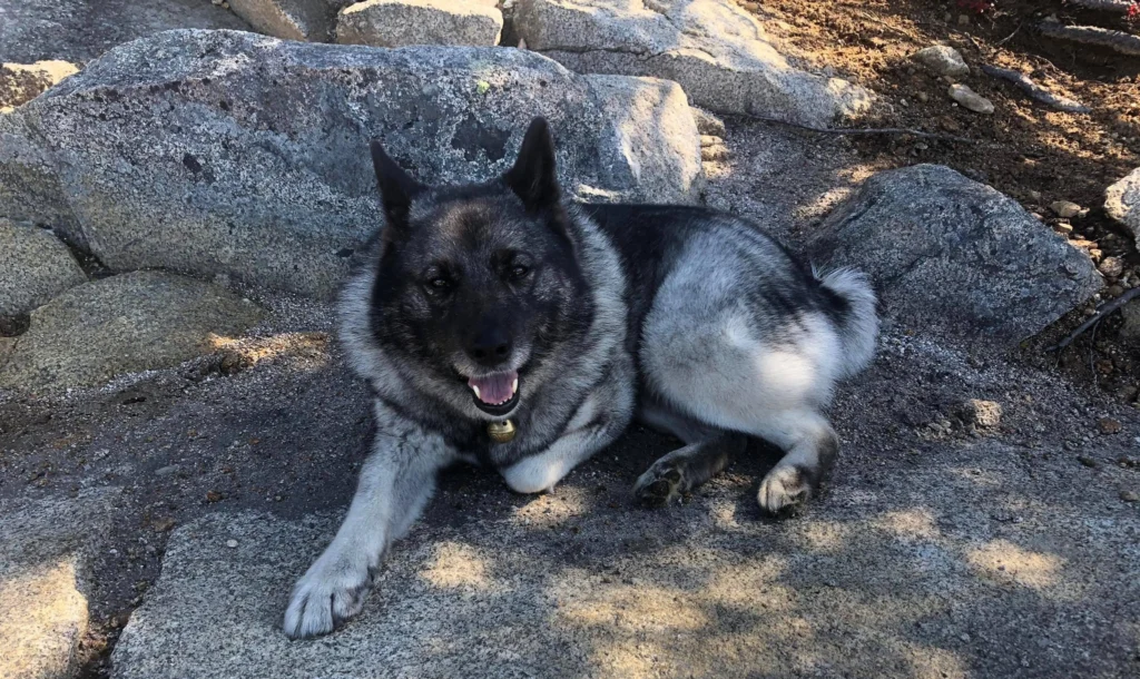 Norwegian Elkhound Dog Breed Complete Guide, Essential Fact