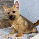 Norwich Terrier Dog Breed History, Characteristics and Care