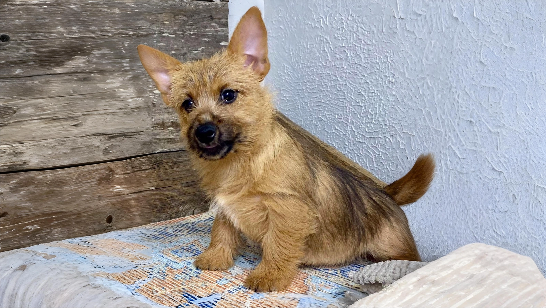 Norwich Terrier Dog Breed History, Characteristics and Care