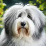 Old English Sheepdog Dog Breed