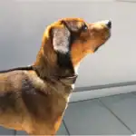 Österreichischer Pinscher Dog Breed: A Comprehensive Guide