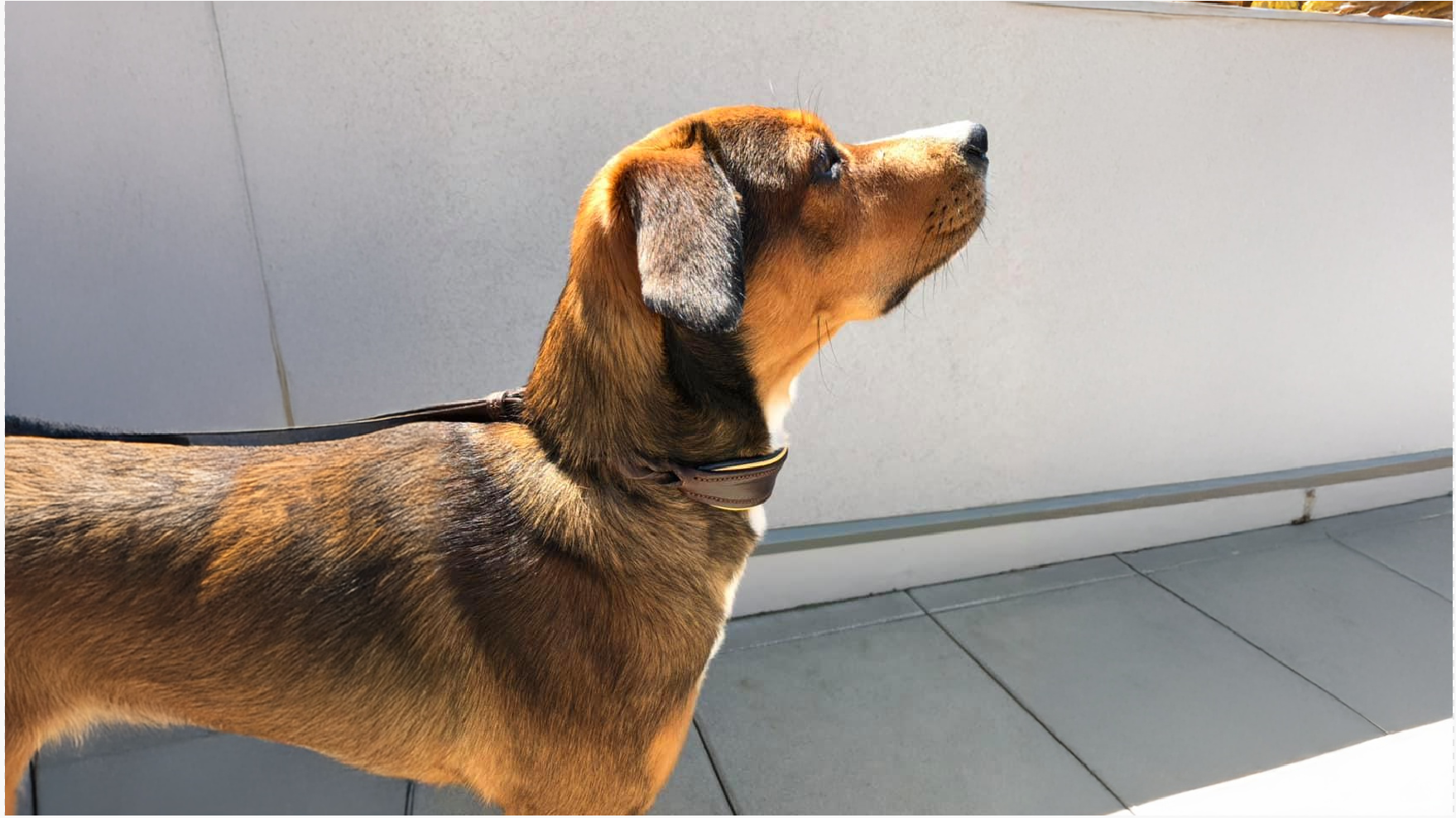 Österreichischer Pinscher Dog Breed: A Comprehensive Guide