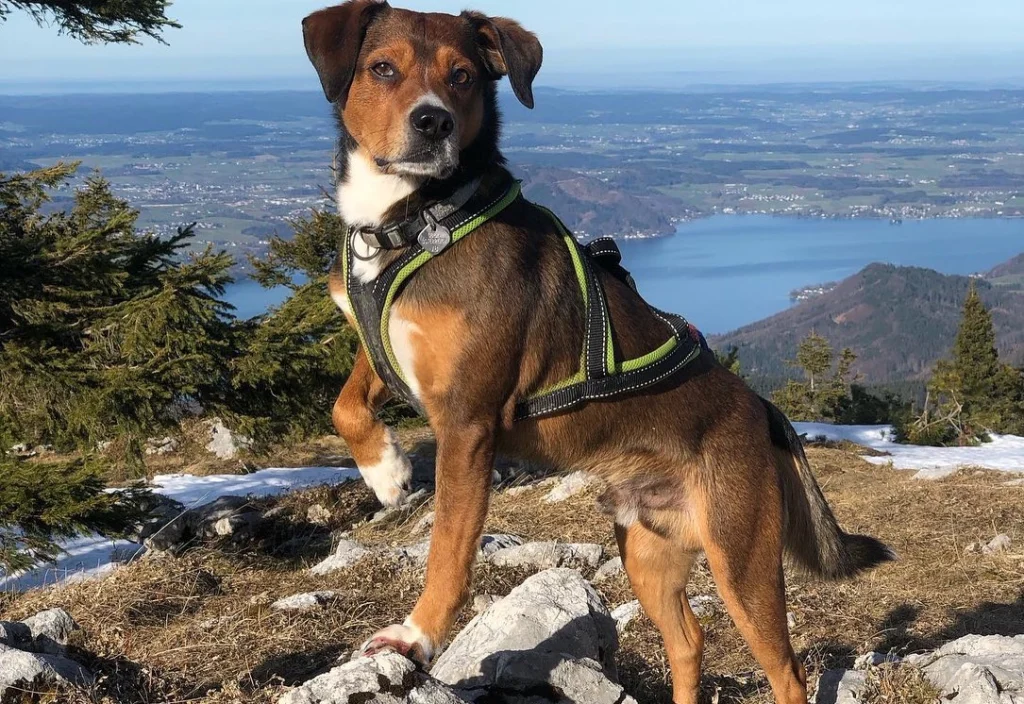 Österreichischer Pinscher Dog Breed A Comprehensive Guide