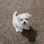 Peekapoo Dog Breed History, Care and Family Suitability