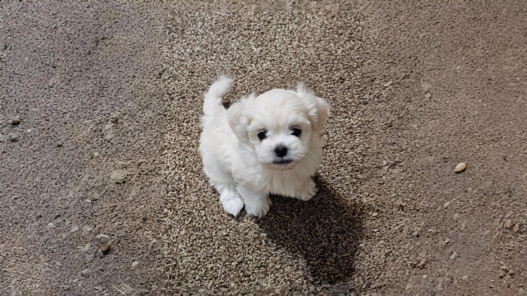 Peekapoo Dog Breed History, Care and Family Suitability