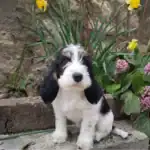 Petit Basset Griffon Vendéen Dog Breed A Comprehensive Guide