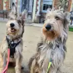 Picardy Sheepdog Breed