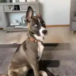 Pitsky Dog Breed An Engaging Guide for Prospective Pet Owners