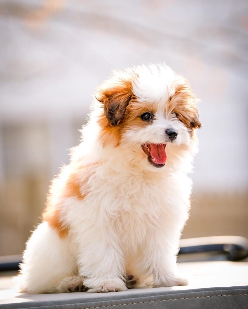 Cavapom Dog Breed: History, Characteristics And Temperament 6 Pomapoo
