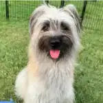 Pyrenean Shepherd Dog Breed