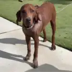 Redbone Coonhound Dog Breed History, Characteristics, Care