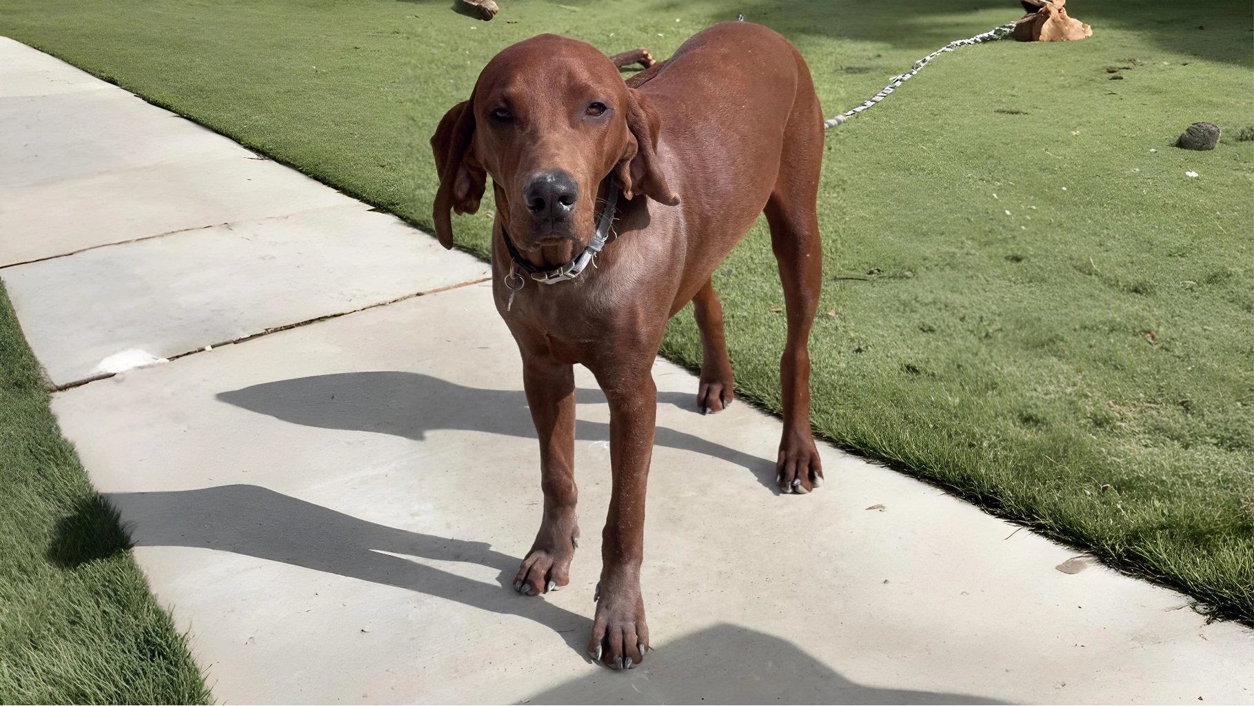 Redbone Coonhound Dog Breed History, Characteristics, Care