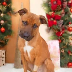Rhodesian Ridgeback Dog History, Characteristics, Care Tips 4