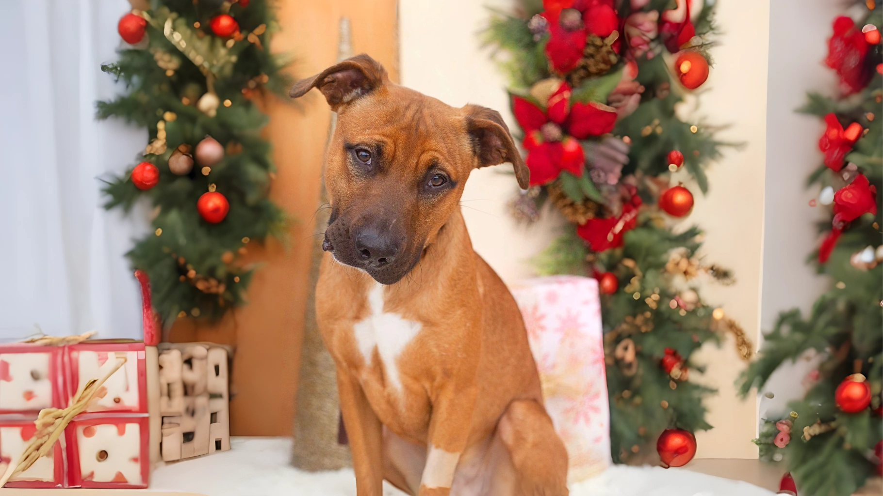 Rhodesian Ridgeback Dog History, Characteristics, Care Tips 4