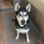 Siberian Husky Dog Breed History, Care and Characteristics