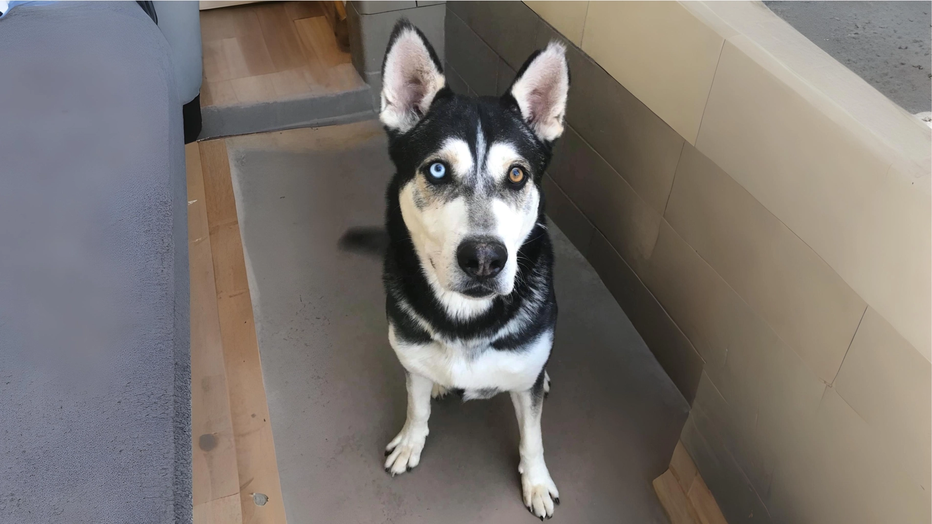 Siberian Husky Dog Breed History, Care and Characteristics