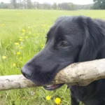 Springador Dog Breed History, Characteristics and Care