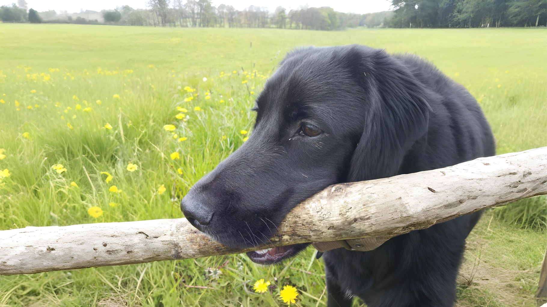 Springador Dog Breed History, Characteristics and Care