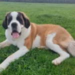 Saint Bernard Dog Breed: A Gentle Giant with a Noble History