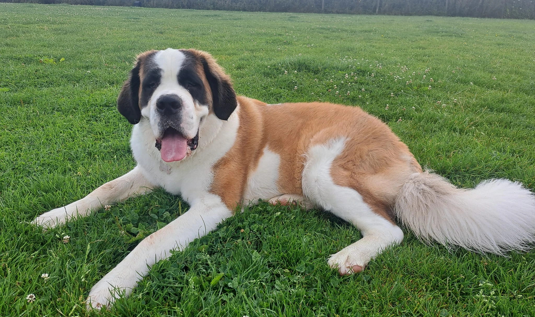 Saint Bernard Dog Breed: A Gentle Giant with a Noble History