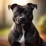 Staffordshire Bull Terrier Dog Breed