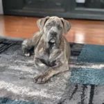 The Majestic Mastiff A Comprehensive Guide to the Breed
